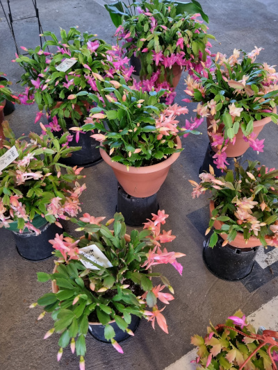 Plants
