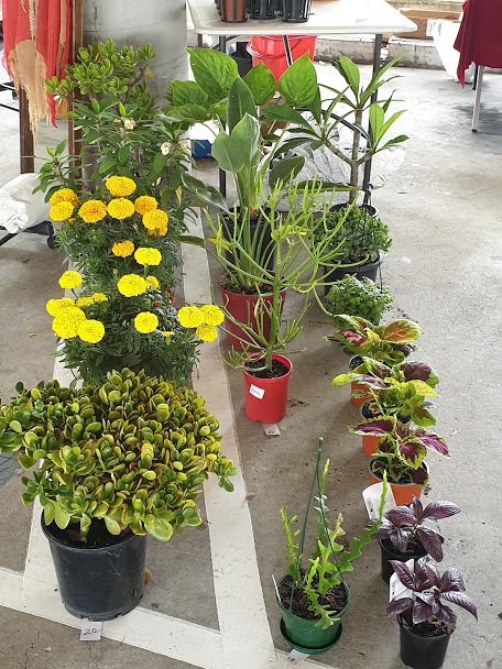 Pot plants